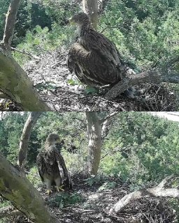 Солнечный орел Роси рискует остаться без крыльев после нападения ястреба